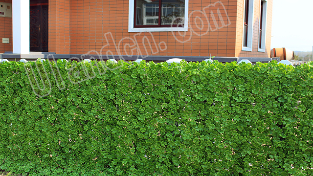 優蘭德Uland,仿真植物墻專家!