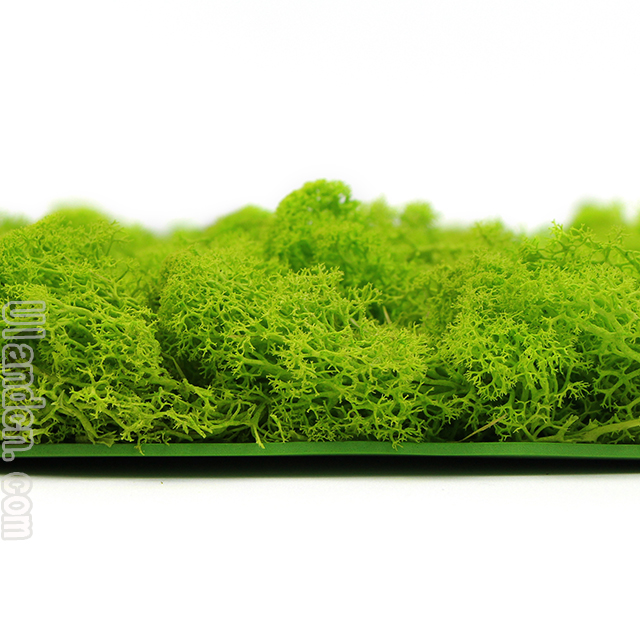 永生苔蘚品牌-優蘭德