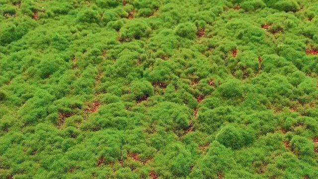 仿真苔蘚