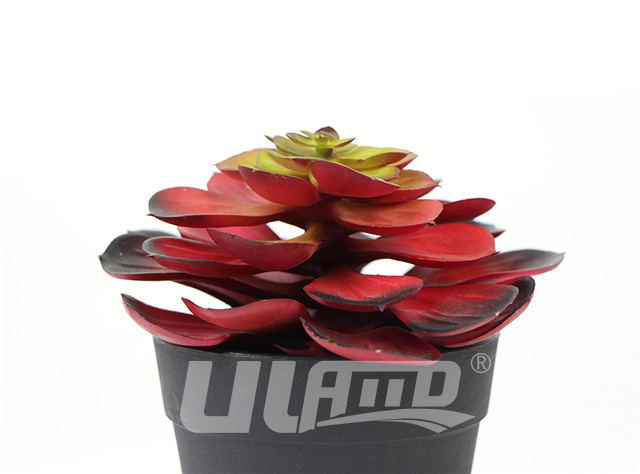 假多肉植物黑法師